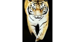 Tavla Tiger 120x80 svart PS ram K