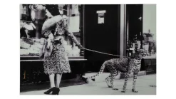 Tavla WINDOWSHOPPING m cheeta 150x100